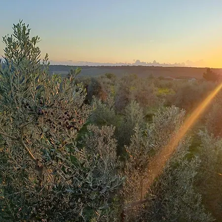 La Casa Tra Gli Ulivi - In Legno Pollutri